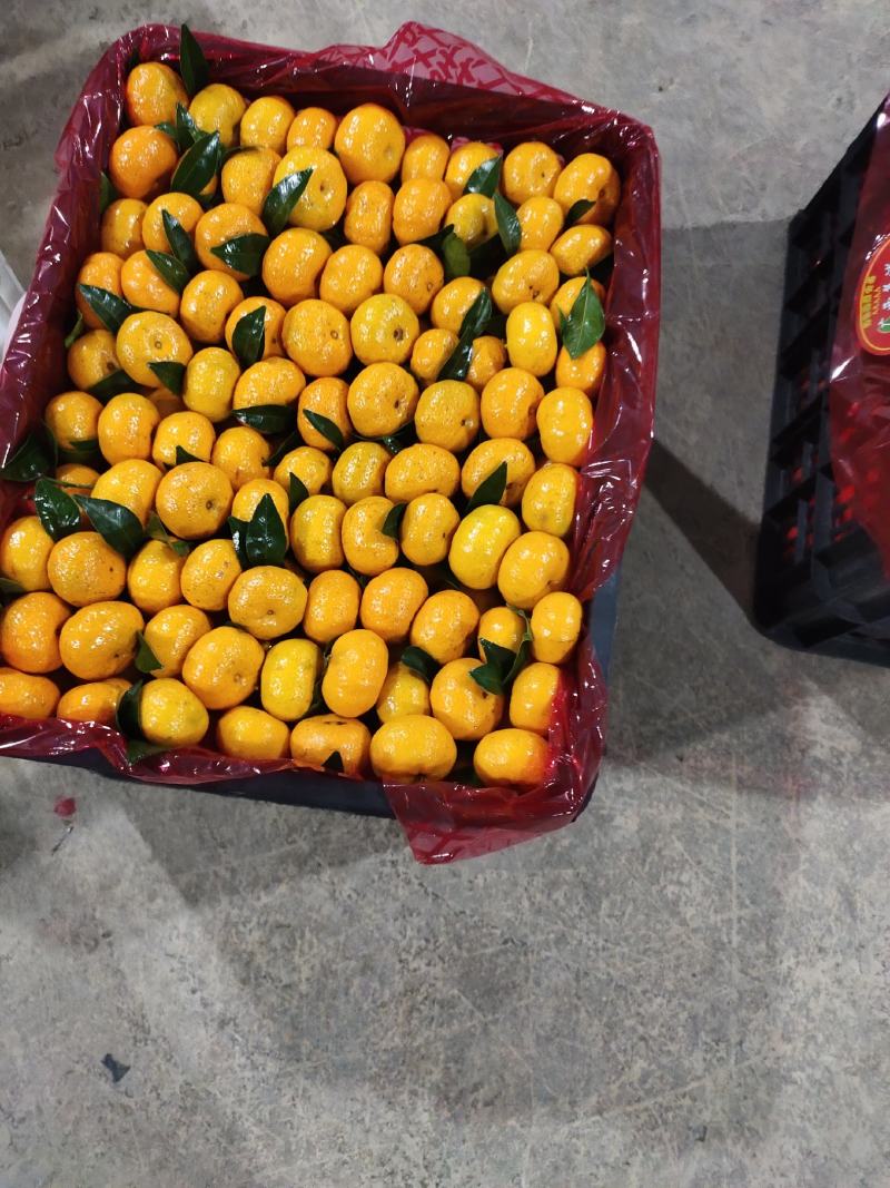 广西全州（棉桔)蜜广（臭皮柑），果面干净，口感化渣。