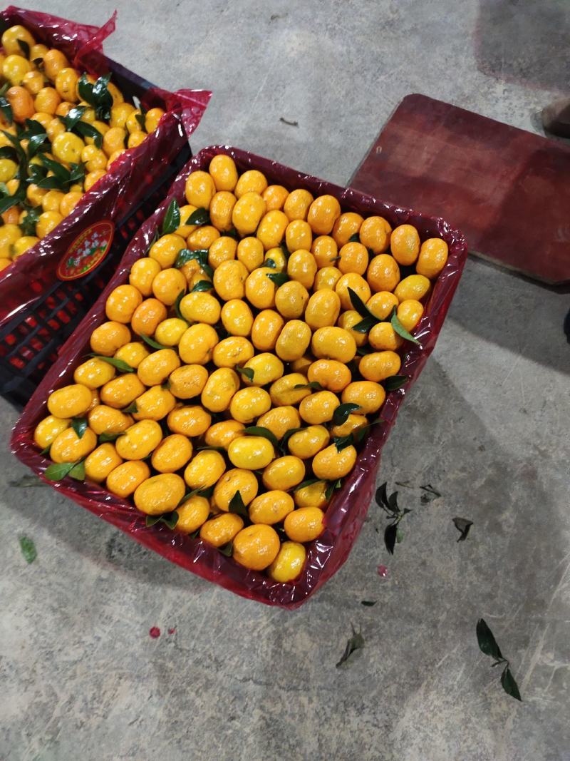 广西全州（棉桔)蜜广（臭皮柑），果面干净，口感化渣。