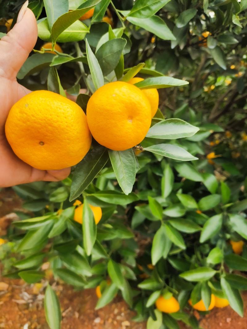 广西全州（棉桔)蜜广（臭皮柑），果面干净，口感化渣。