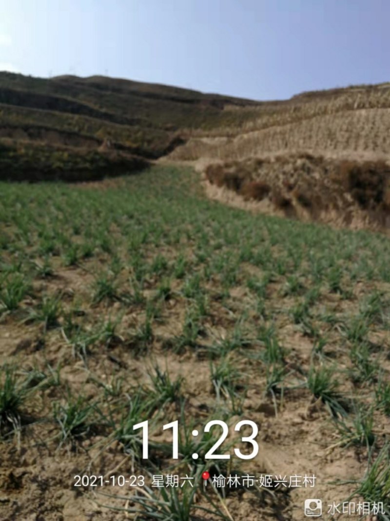 米脂山地红葱