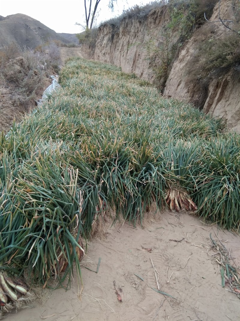 米脂山地红葱