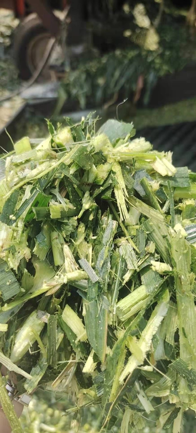 青储靓货