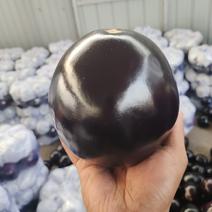 山东潍坊紫光圆茄，大量上市，质量好，价格低，欢迎考察