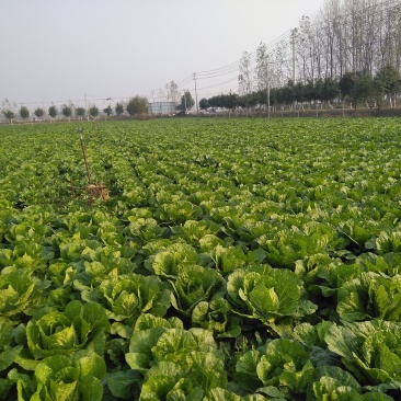 黄心大白菜，无烂心，无虫眼，