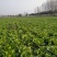 黄心大白菜，无烂心，无虫眼，
