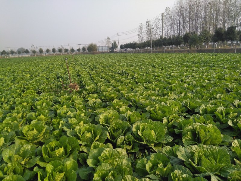 黄心大白菜，无烂心，无虫眼，
