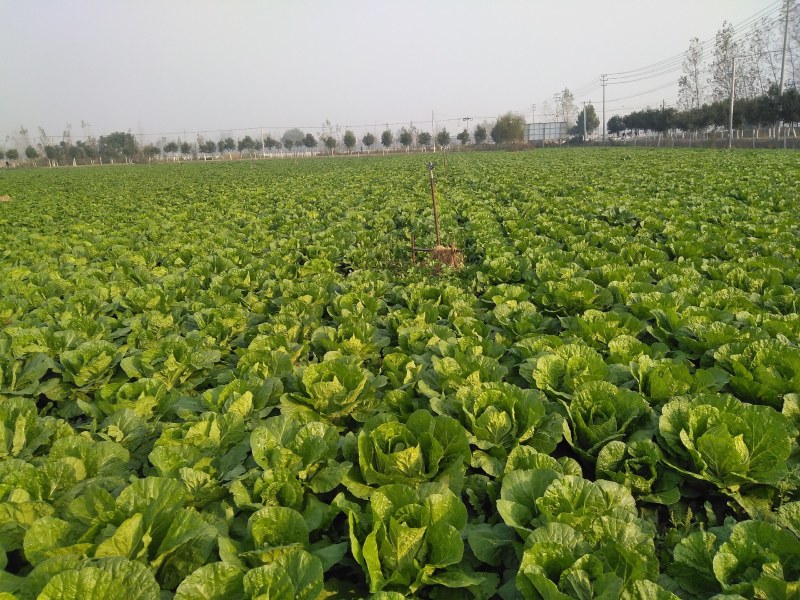 黄心大白菜，无烂心，无虫眼，