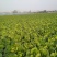 黄心大白菜，无烂心，无虫眼，
