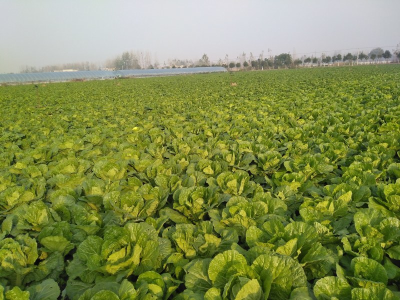 黄心大白菜，无烂心，无虫眼，