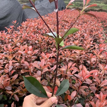 红叶石楠