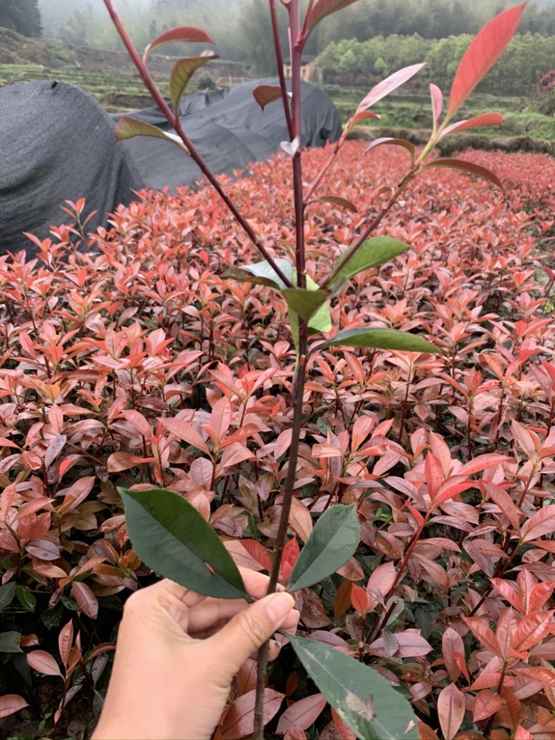 红叶石楠