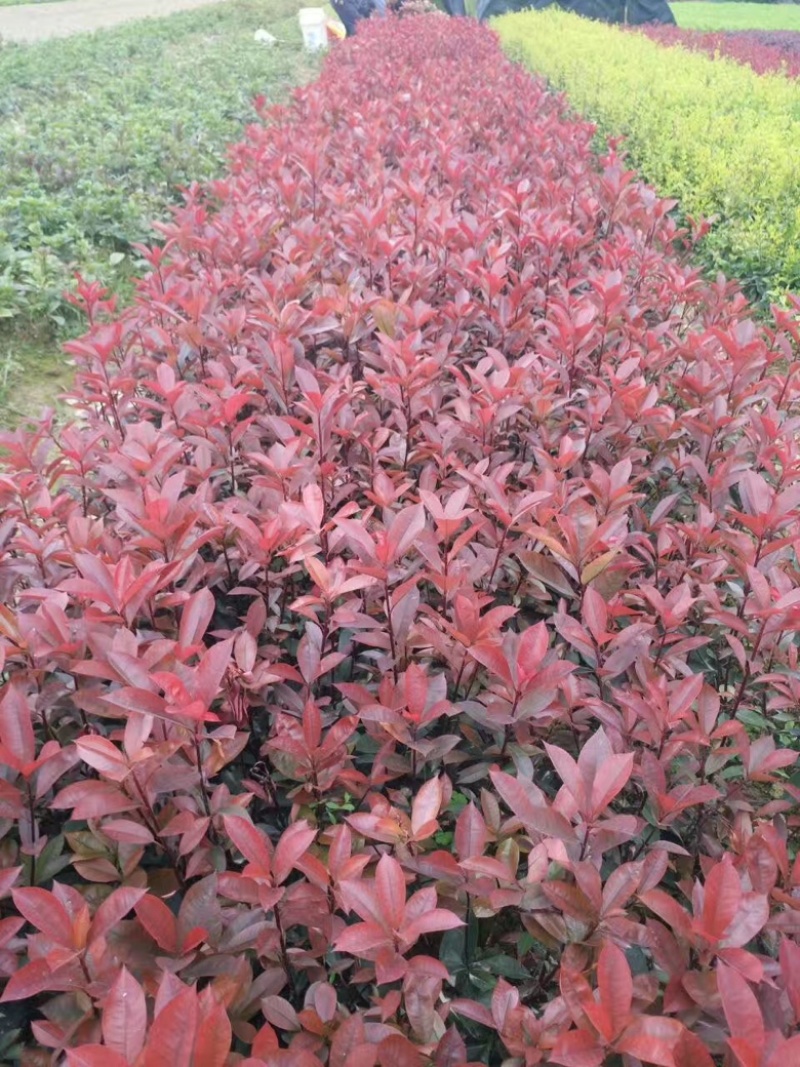 红叶石楠
