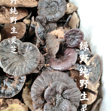 野生灵芝精品干货黑灵芝农户采摘