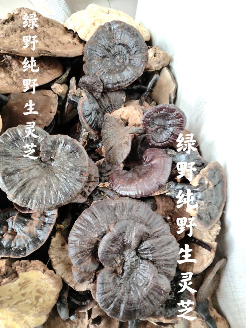 野生灵芝精品干货黑灵芝农户采摘