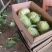 奥奇娜包菜扁包菜甘蓝卷心菜市场货出口货工厂货，产地直供
