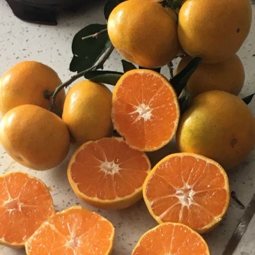 叶桔，早熟蜜桔，国庆蜜桔，皮薄无籽，肉质细腻口感好
