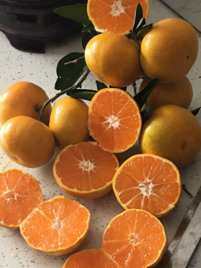 叶桔，早熟蜜桔，国庆蜜桔，皮薄无籽，肉质细腻口感好