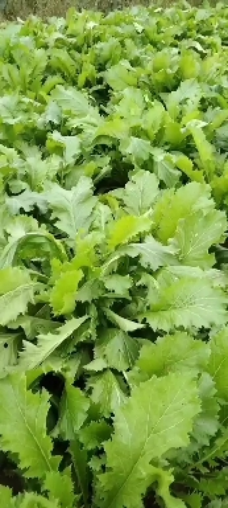 江苏东台雪里红大量上市，绿杆，白杆40到60公分。