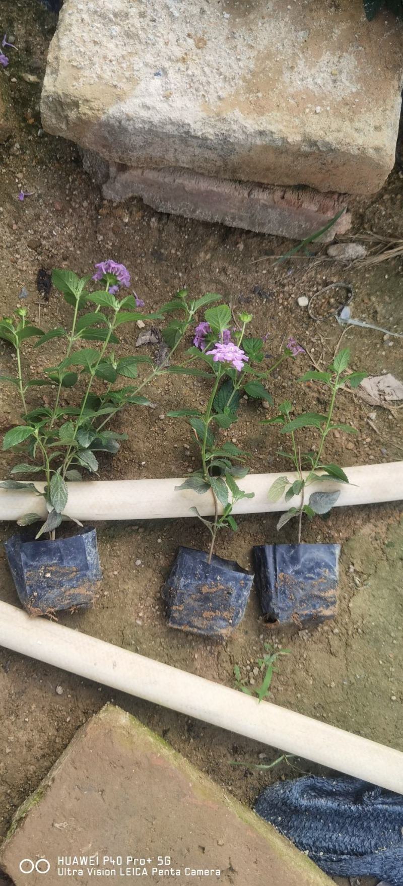 紫花马樱丹福建漳州马樱丹绿化庭院设计基地直供