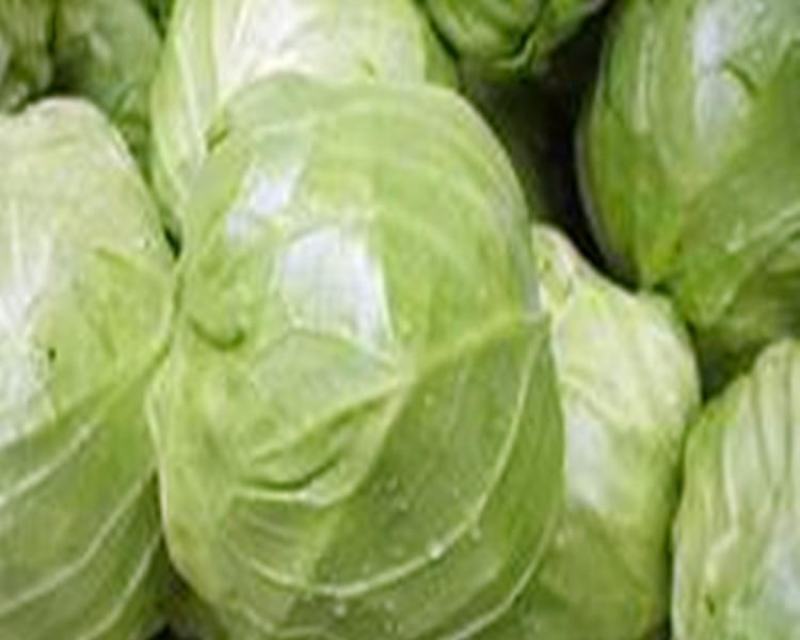 甘肃优质圆包菜基地直供货源充足诚信合作欢迎采购