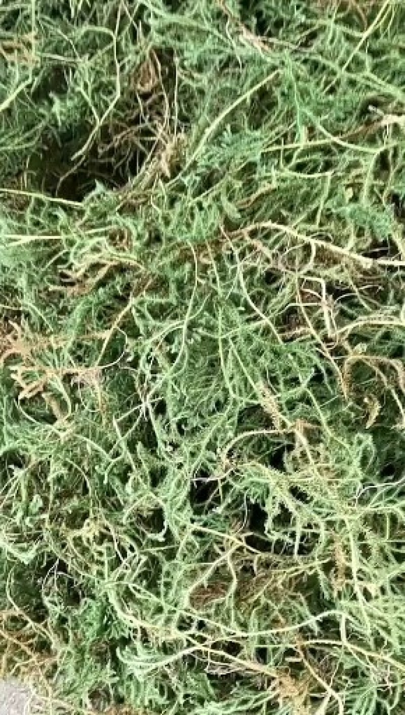新鲜现采云南青草药伸筋草别名:石松蒲、地蜈蚣、鹿角芼