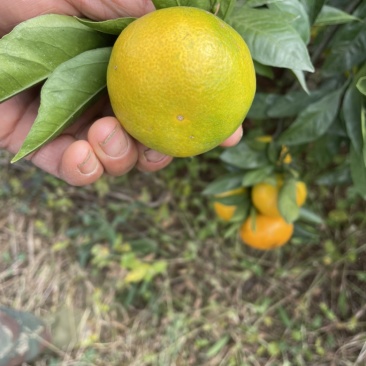 宜城市蜜橘大量供应，有需要朋友可以联系，合作共赢。