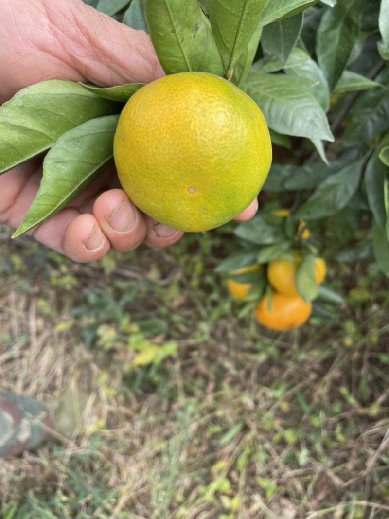 宜城市蜜橘大量供应，有需要朋友可以联系，合作共赢。