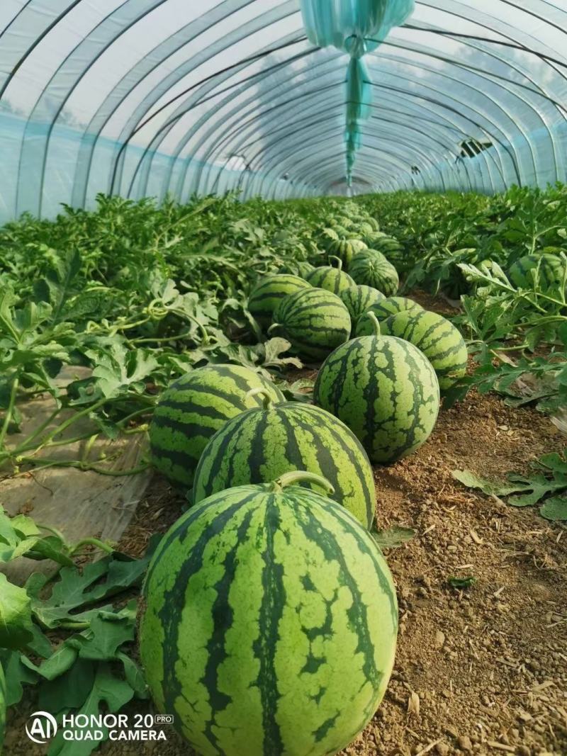 正宗青农美都口感好，甜度高，大果型，耐裂性好