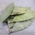 香叶精品香叶批发香叶色青味浓量大从优质量保证