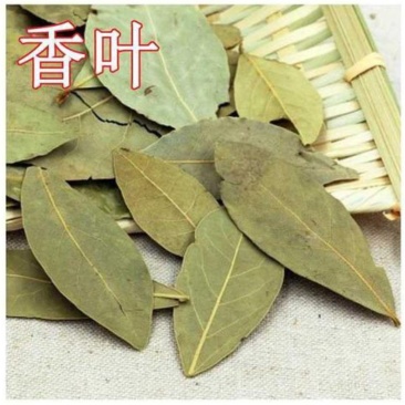 香叶精品香叶批发香叶色青味浓量大从优质量保证