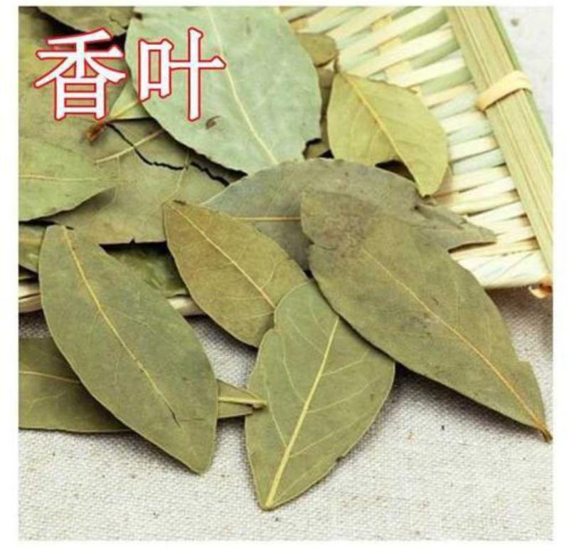香叶精品香叶批发香叶色青味浓量大从优质量保证