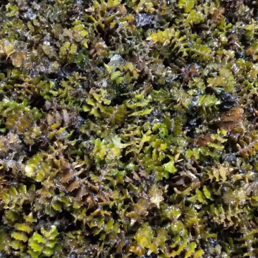 菹草种子（麦黄草种）