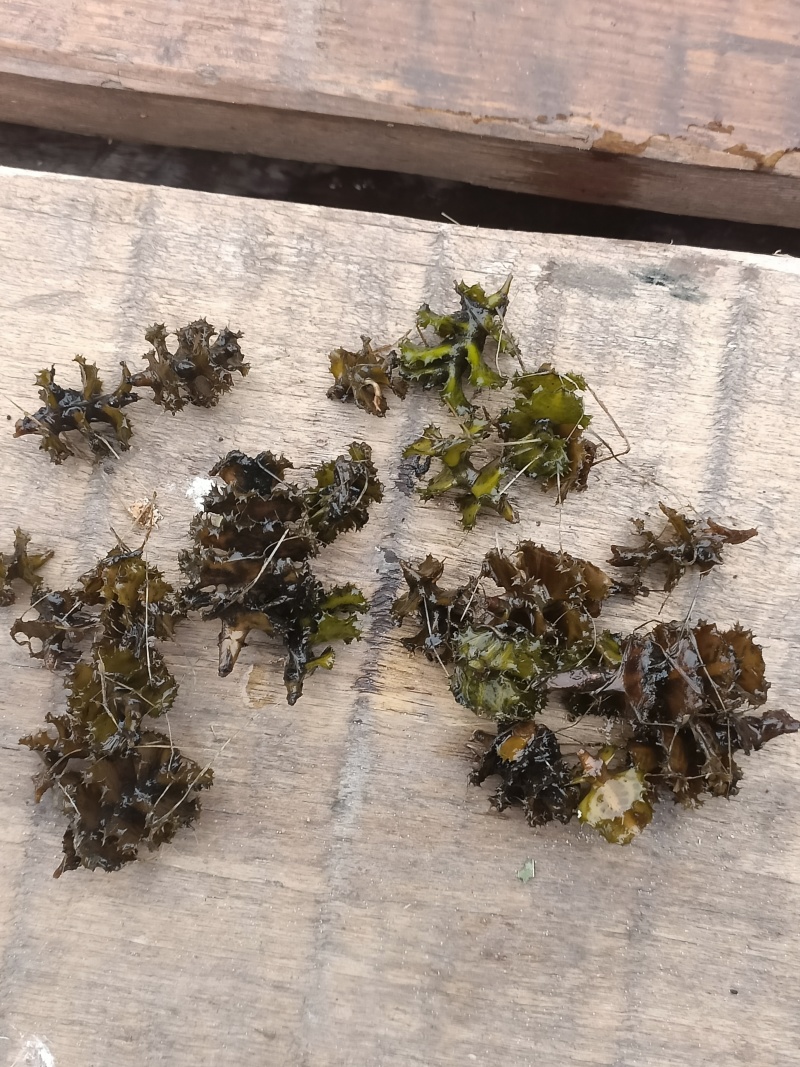 菹草种子（麦黄草种）