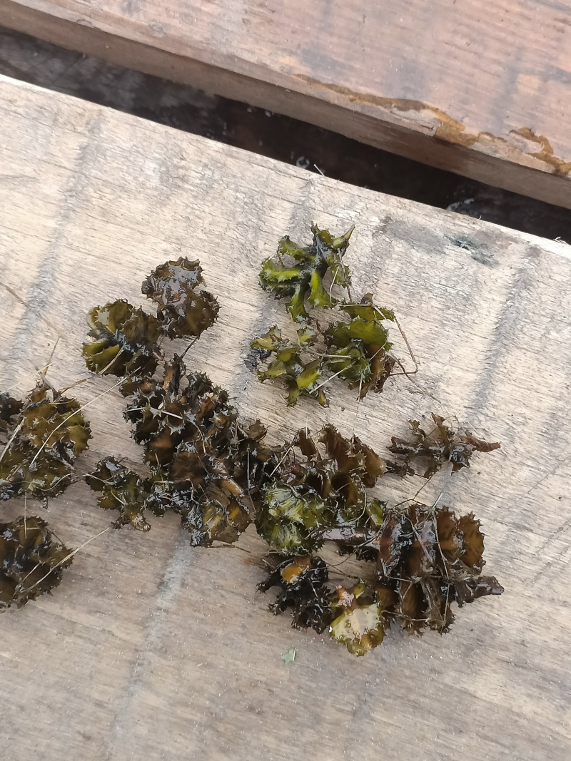 菹草种子（麦黄草种）