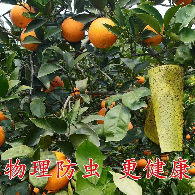 纽荷尔脐橙，皮薄多汁，香味浓郁，产地看园订货