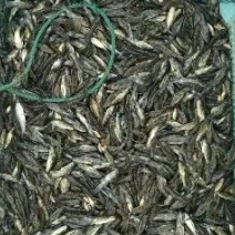 优质黄骨鱼苗大小规格都有肉质细嫩有专车送货上门全国包邮