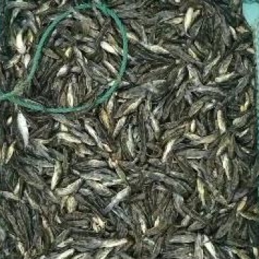 优质黄骨鱼苗大小规格都有肉质细嫩有专车送货上门全国包邮