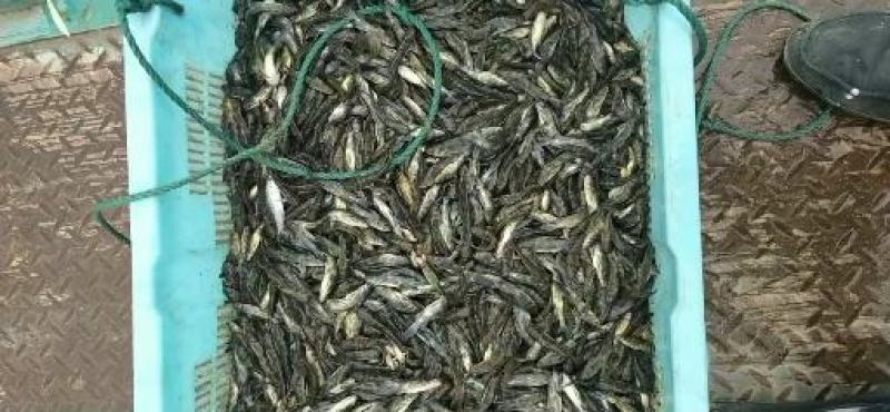 优质黄骨鱼苗大小规格都有肉质细嫩有专车送货上门全国包邮