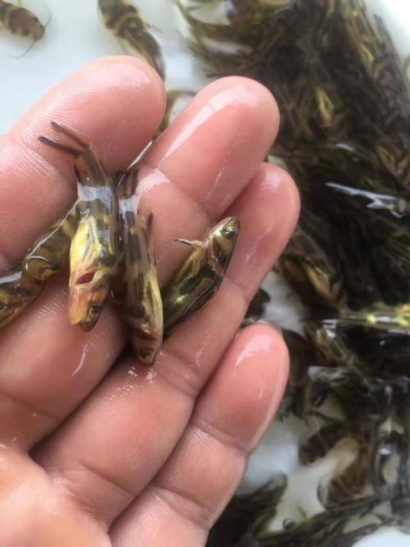 优质黄骨鱼苗大小规格都有肉质细嫩有专车送货上门全国包邮