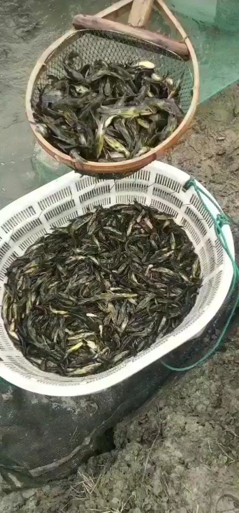 优质黄骨鱼苗大小规格都有肉质细嫩有专车送货上门全国包邮