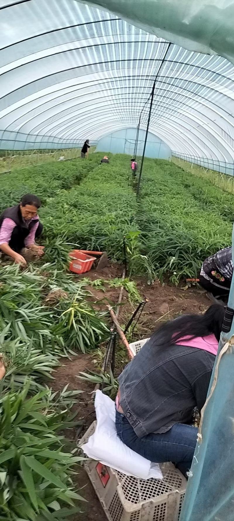 黄精种苗