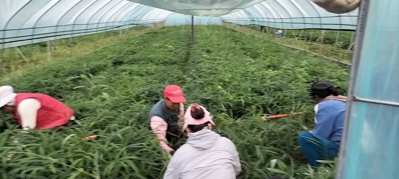 黄精种苗