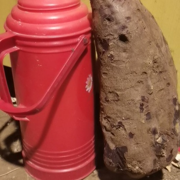 高纯度麦茬种薯济黑二号好种出好薯