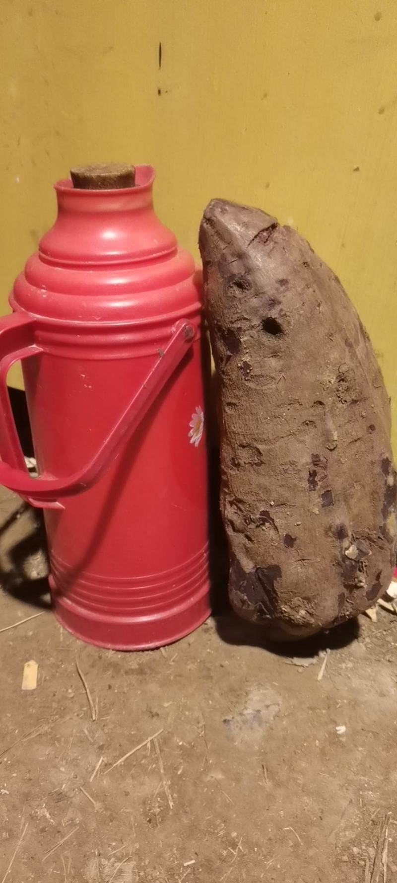 高纯度麦茬种薯济黑二号好种出好薯