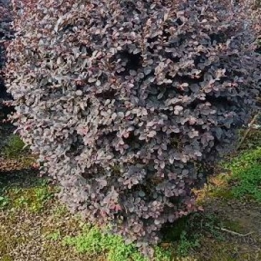红花继木球60—1米5冠,市政普通精品