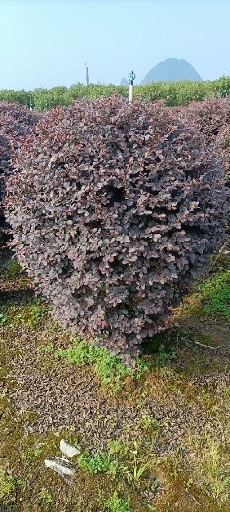 红花继木球60—1米5冠，市政普通精品