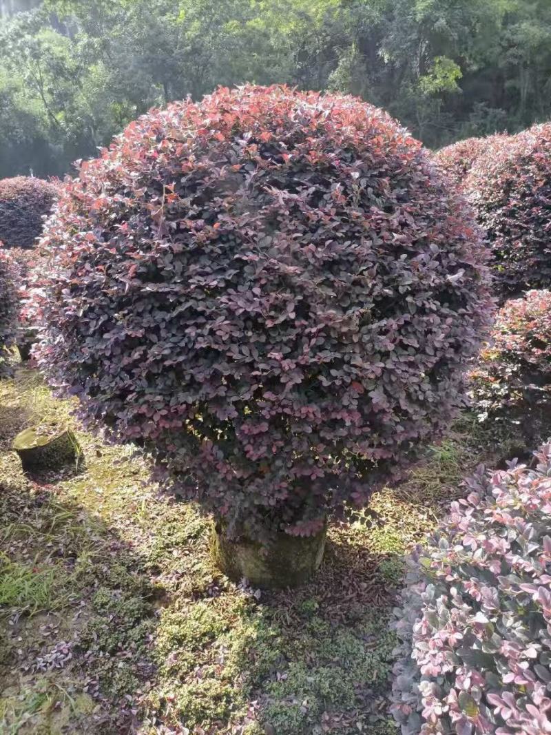 红花继木球60—1米5冠，市政普通精品