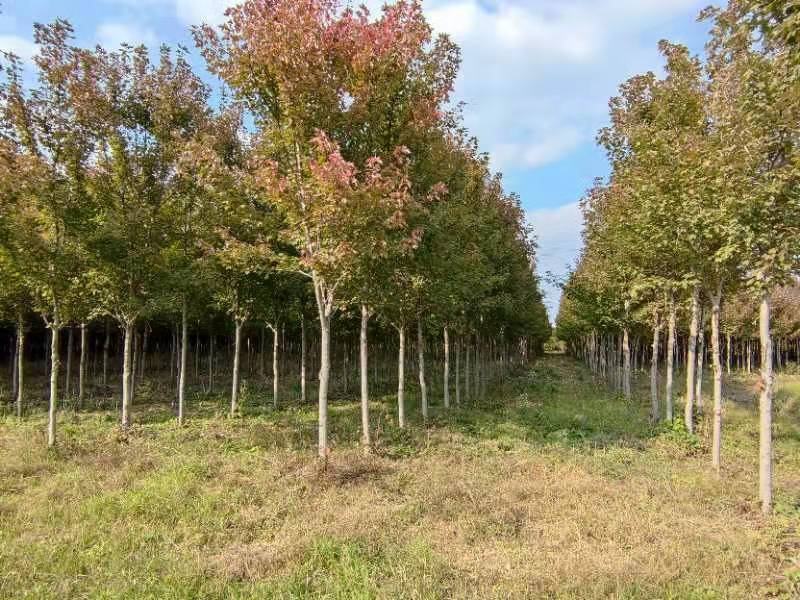 红点红枫，十月光辉，2-8公分大量出圃