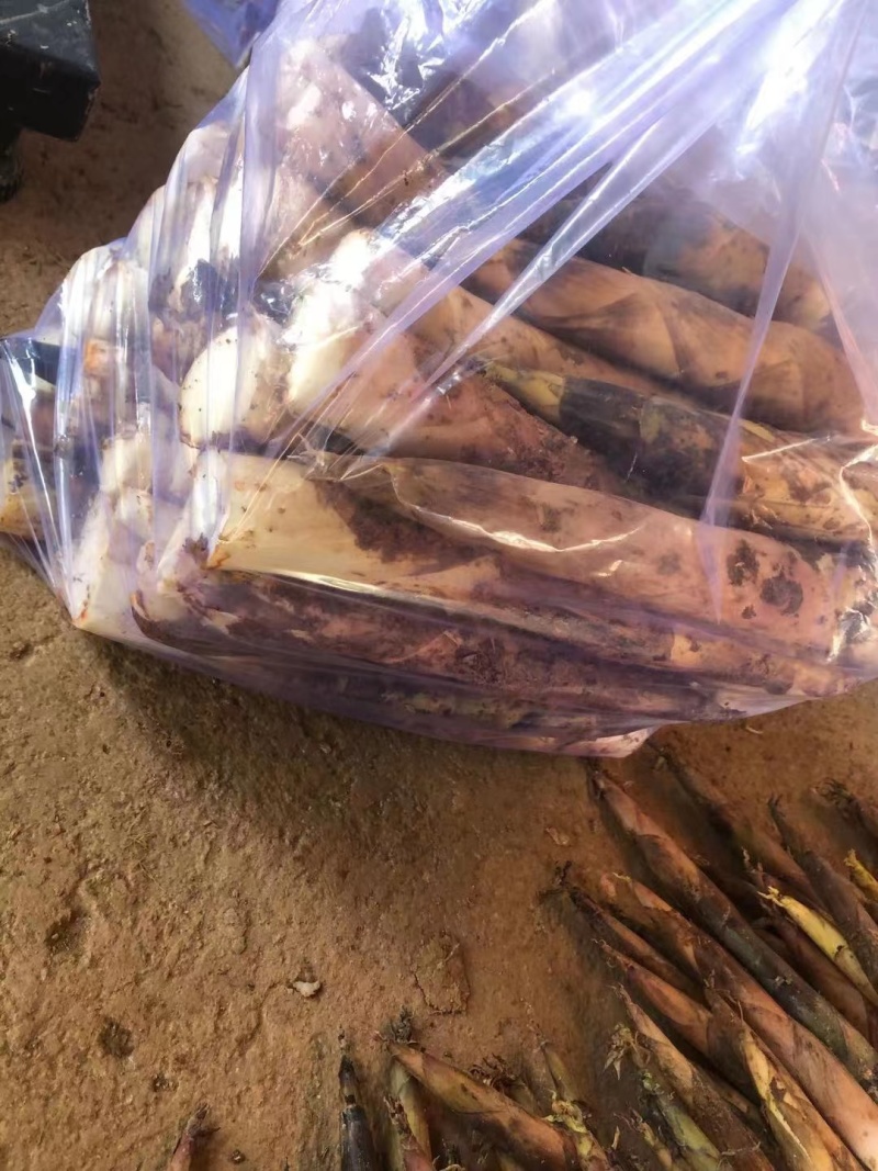 精品春笋每日现挖一手货源保质保量大量供应