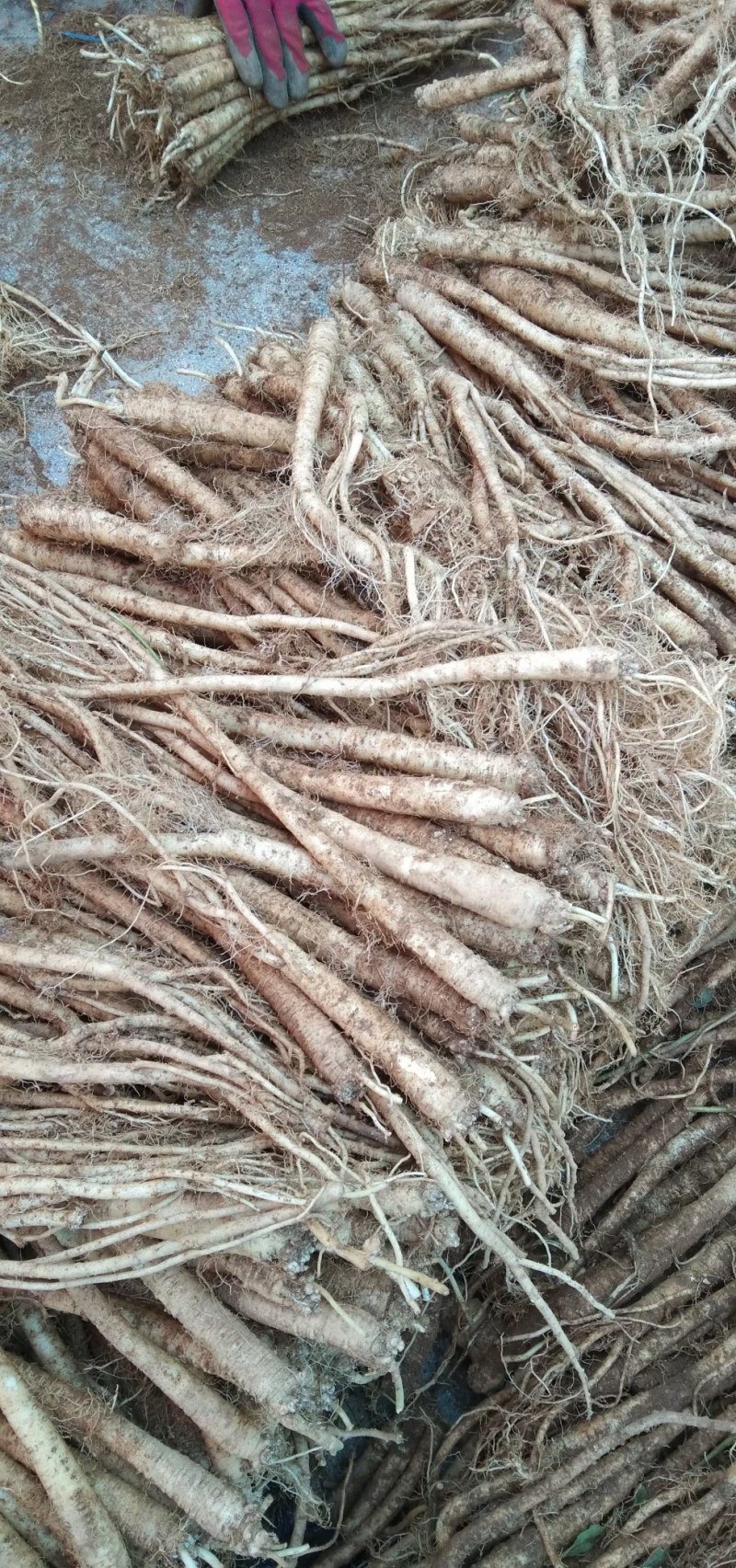小人参（臭药）